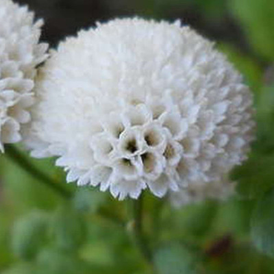 CYBEXIS VXI-36 - Chrysanthemum Snowball Flower - (270 Seeds) Seed(270 per packet)