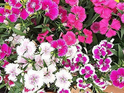 Aywal Dianthus Garden Flower Seed(40 per packet)