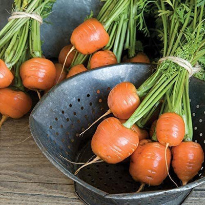 CYBEXIS VXI-87 - Carrot Atlas (Orange) - (250 Seeds) Seed(250 per packet)