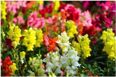 ROWTH Antirrhinum madame butterfly Hybrid mix flower Seed(150 per packet)