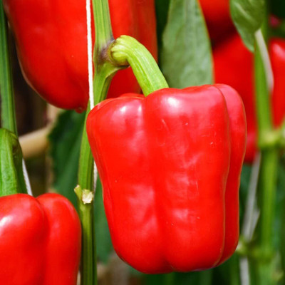 Biosnyg High Yield Solario Red Capsicum Seeds for Home Gardening-(100 Seeds) Seed(100 per packet)