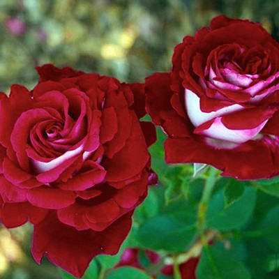 CYBEXIS XLR-91 - Red & White Osiria Ruby Rose - (900 Seeds) Seed(900 per packet)