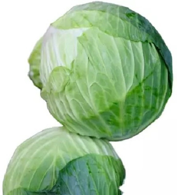 MYLAWN Green Cabbage Seed(50 per packet)