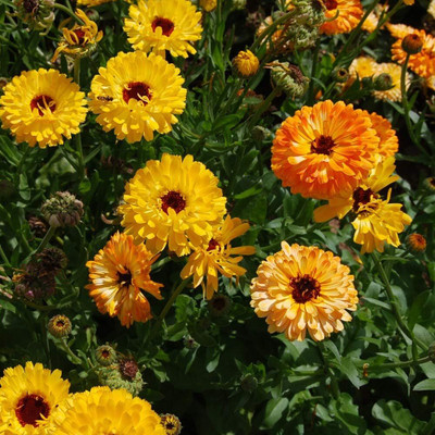 CRGO CALENDULA Seed(15 per packet)