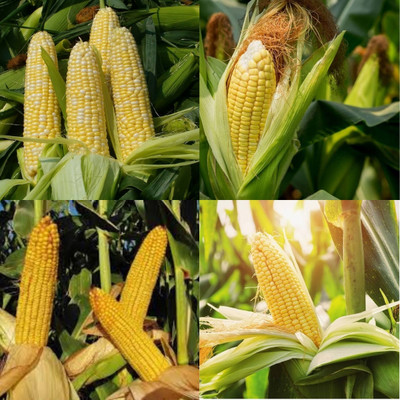 ibains Sweet corn seeds f1 hybrid 66 Seed(66 per packet)