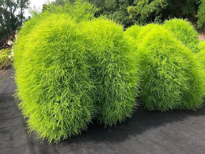 MOONQULTY Kochia Pant Seeds 71 Seed(71 per packet)