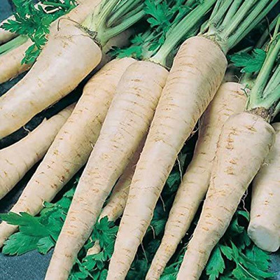 CYBEXIS NBIR-8 - Parsley Hercules Green - (2250 Seeds) Seed(2250 per packet)