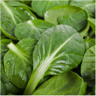 WILLVINE HAR -II Tat SOI Chinese Cabbage Seeds [50g] Seed(15000 per packet)