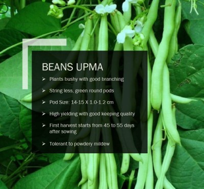 CYBEXIS BEANS UPMA SEEDS(2500 Seeds) Seed(2500 per packet)