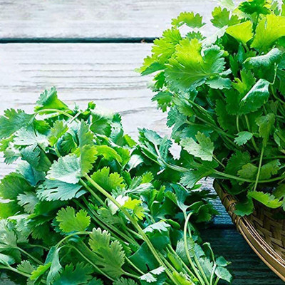 CYBEXIS F1 Hybrid Multicut Coriander Seeds700 Seeds Seed(700 per packet)