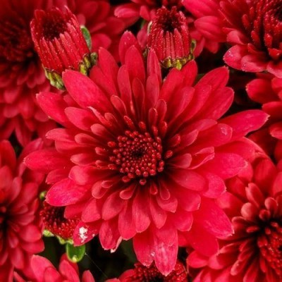 Liance Red-garden-mum-chrysanthemum Seed(100 per packet)