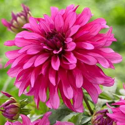 Lorvox Dahlia hybrid flower Seed(5 per packet)