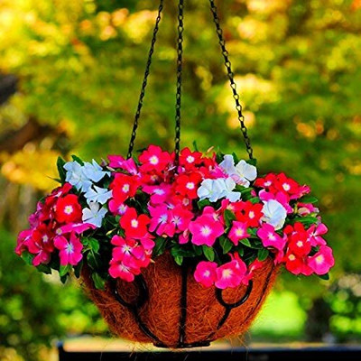 Lorvox Vinca flower all colours Seed(10 per packet)
