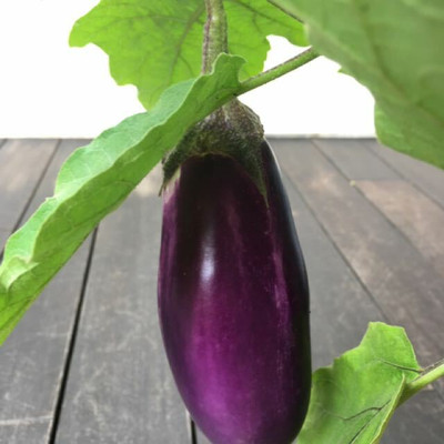 UGRA Smooth Skin Fresh brinjal Seed(2000 per packet)