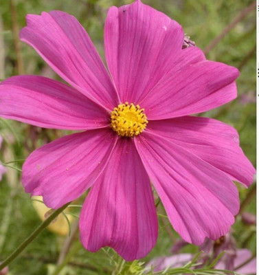 Quentova Mini Blend Cosmos-8H-XII Seed(75 per packet)