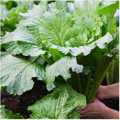 WILLVINE MEH -I Michihili Chinese Cabbage Seeds [25g] Seed(7500 per packet)