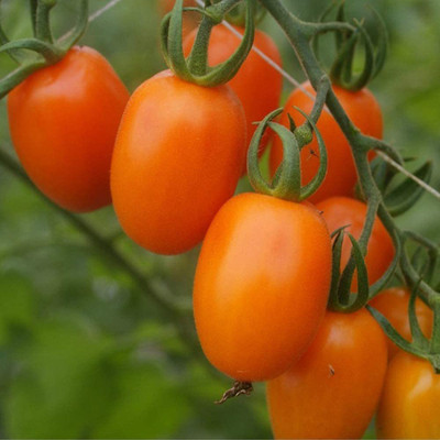 CYBEXIS Heirloom Cherry Tomatoes Seeds2000 Seeds Seed(2000 per packet)