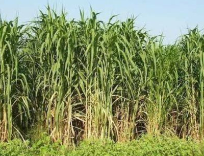 KARTIKA 1kg makkhan Napier jwar grass seeds more milk and soft green grass seeds Seed(1 per packet)
