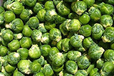 WILLVINE SCI -XII Long Island Improved Brussel Sprout [50g] Seed(15000 per packet)