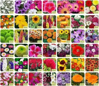 NooElec Seeds India 40 Varieties of Flower Combo Pack Seed (2100 per packet) Seed(2100 per packet)