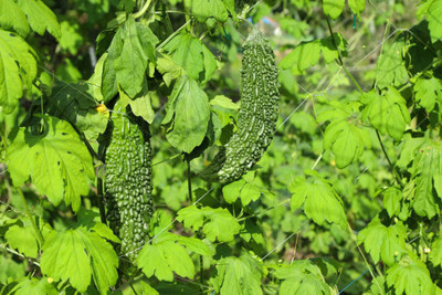 Kodali Hybrid F1 Bitter Gourd Seed Pack Of 11 Seed(11 per packet)