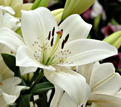 Audbhidhi Lilium/Asiatic lily Flower Seeds for Gardening Seed(2 per packet)