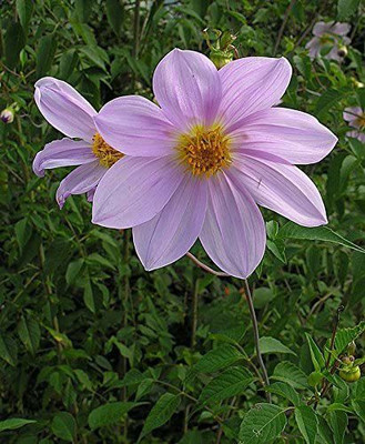 CYBEXIS LX-47 - Dahlia imperialis | Giant - (60 Seeds) Seed(60 per packet)