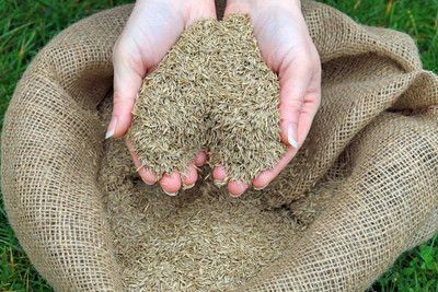 SEEDARIA Australian Lawn Grass seeds Seed(9400 per packet)