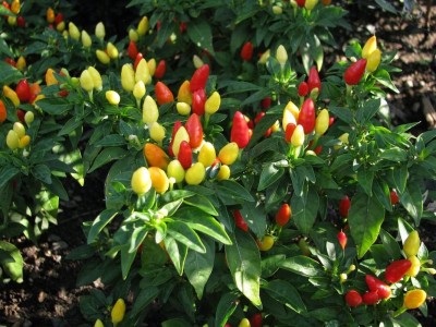 Epazo Ornamental Chilly (Capsicum) Choice Flower Seed(20 per packet)