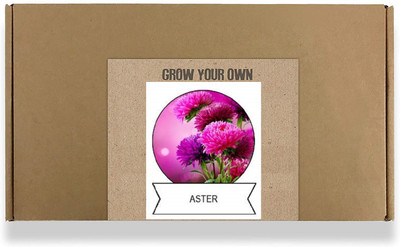 CYBEXIS Aster Princess Mix Flower Seed(100 per packet)
