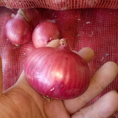 Quentova Red Onion Super Nasik-XII-8H Seed(250 per packet)