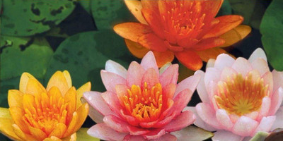 CYBEXIS HUA-82 - Aquatic Lotus/Water Lily - (30 Seeds) Seed(30 per packet)