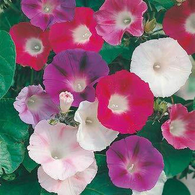 ACCELCROP Morning Glory/Ipomia Flower Mixed F1 Good Germination Seed(100 per packet)