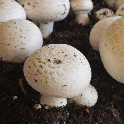 rrr Button mushroom seed,organic,Healthy,Vegetable Seed(200 g)