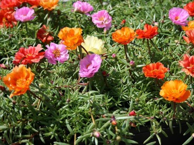 BDSresolve Winter season flower seeds (Portulaca flower seeds) PACK OF 86 Seed(86 per packet)