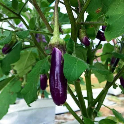 LPR BRINJAL SEEDS Seed(100 per packet)