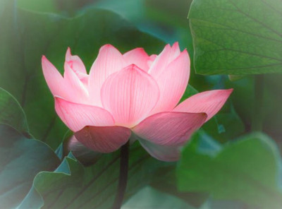 Seedsqlty Lotus flower seedlings, high germination (6 seeds) Seed(6 per packet)