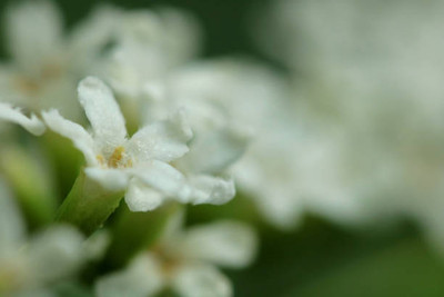 glowgreen gypsophila flower Seed(50 per packet)