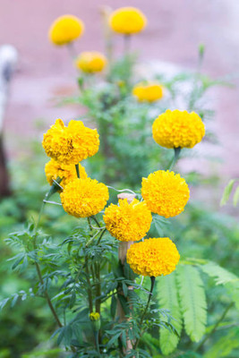 salven marigold,gende ka phool seeds Seed(20 per packet)