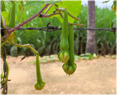 DIVINE BEANS Seed(50 per packet)
