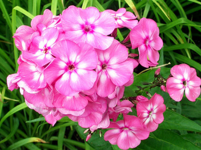XOLDA Phlox flower Seed(48 per packet)