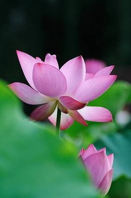 WHYGI lotus,kamal gatta Seed(11 per packet)