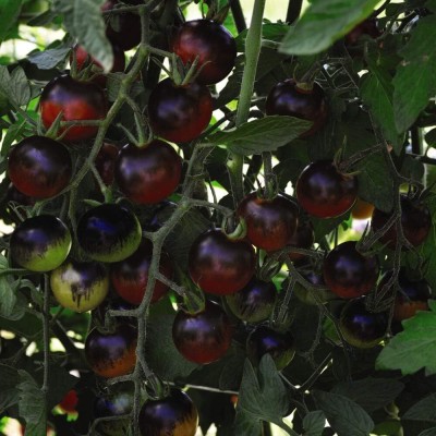 KNESSiN Tomato 'Midnight Snack' Solanum Lycopersicum -{800 Seeds} Seed(800 per packet)