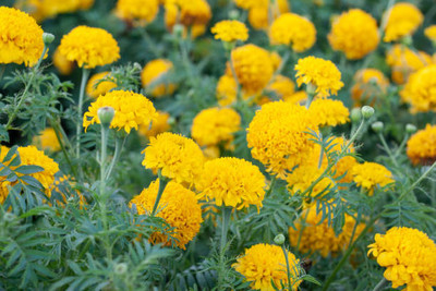 Rudra marigold/gende ka phool flower seeds Seed(50 per packet)