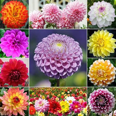 Aywal Dahlia Pompon Mix Flower Annual Beautiful Outdoor Non GMO Garden Planting Seed(90 per packet)