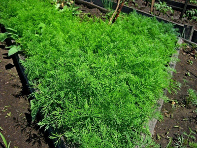 CYBEXIS LXI-5 - Dill(Anethum graveolens) - (2250 Seeds) Seed(2250 per packet)