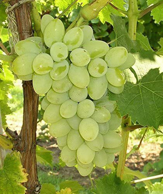 Decon Grapes Seed(25 per packet)