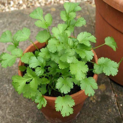 KANAYA Coriander (Dhaniya) Seed(175 per packet)
