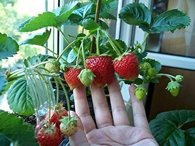 Aywal Strawberry Hybrid Fruit Seeds Seed(65 per packet)