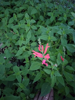 VibeX ® XXL-414 Red Flowering Pineapple Scented Sage Seed(200 per packet)